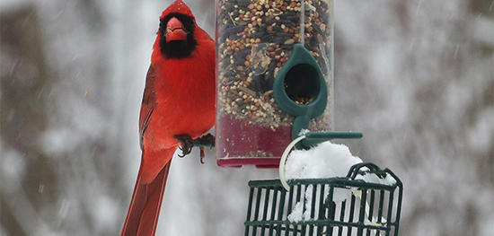 Northern Cardinal at a seed feeder in winter © Charlie Zap