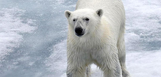 Polar Bear (Photo: Dave Larson)