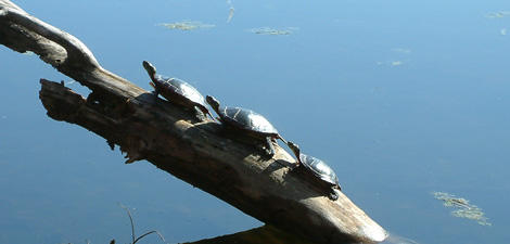Turtles sunning themselves at Mass Audubon Broadmoor Wildlife Sanctuary, © Joy Marzoff, Mass Audubon