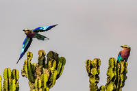 Lilac-breasted Rollers in Uganda by David Larson (staff)