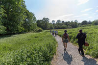 Walking through field with a new trail
