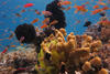 Coral reef © Craig Humphries
