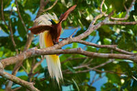 Lesser Bird-of-Paradise male © Tim Laman