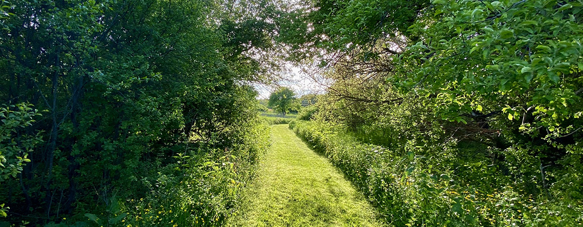 Piggery Loop trail at Daniel Webster Wildlife Sanctuary in summer © Ryan Bevans