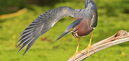 Green heron © Shawn P. Carey (Migration Productions)
