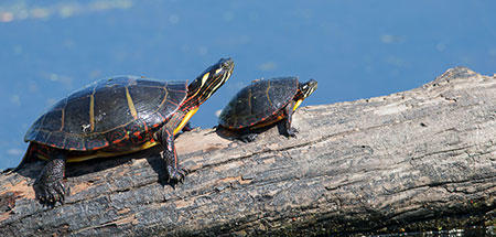 Painted turtles © Shawn P. Carey (Migration Productions)