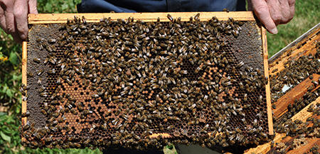 Bees on the hive