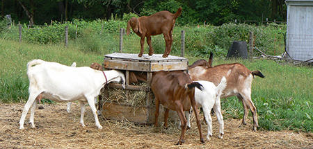 four goats at Mass Audubon Drumlin Farm Wildlife Sanctuary