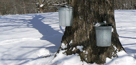 Maple sugar buckets at Drumlin Farm Wildlife Sanctuary