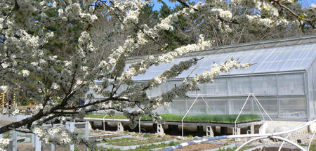 Greenhouse and spring blossoms at Drumlin Farm Wildlife Sanctuary