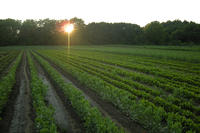 Boyce Field