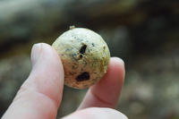 Someone holding up a leaf gall