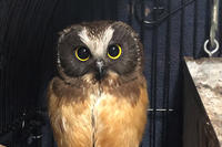 Northern Saw-whet Owl juvenile on a perch at Drumlin Farm Wildlife Sanctuary