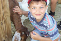 Drumlin camper petting goat