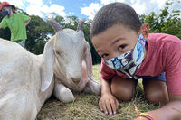 Drumlin Farm camper wearing a face mask sitting next to a goat