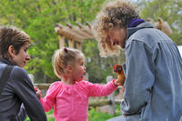 Small child petting a chicken at Drumlin Farm