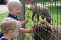 Boys smiling at Drumlin's sheep through the fence