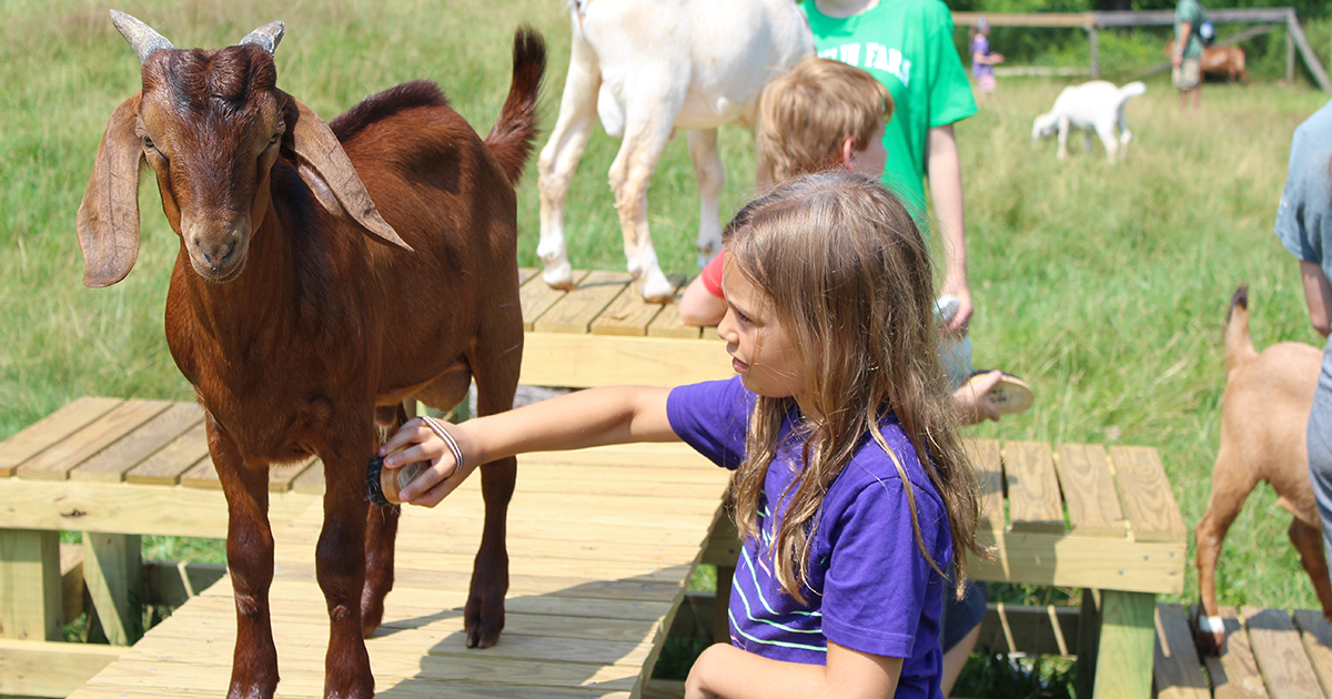 A Day At Drumlin Farm Camps Sample Schedule