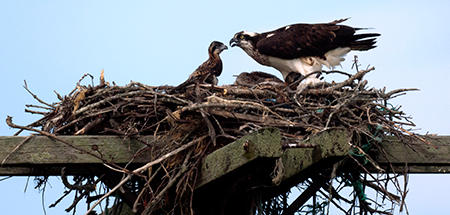 Osprey in nest © Tim Johnson