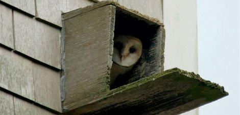 Barn owl in a box © Tim Johnson
