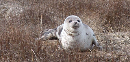 Seal pup at Felix Neck