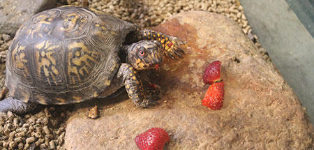 Box turtle eating strawberries at Felix Neck Wildlife Sanctuary.