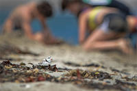 Piping Plover searching a beach with children playing the background