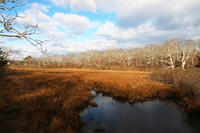 Meadow with stream in winter at Felix Neck Wildlife Sanctuary