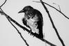 Crow © Steve DiGiandomenico