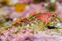 Underwater closeup of a pink fish on the seabed © Alex Shure