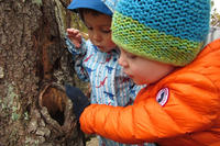 Preschoolers examining a tree cavity in late fall at Felix Neck Wildlife Sanctuary