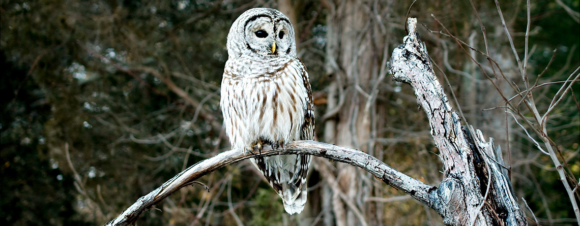 Barred Owl perched on a bare branch in winter at Habitat Education Center © Man Ching Cheung