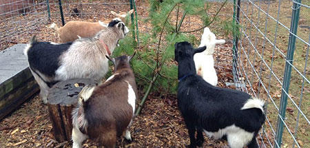 Habitat's goats