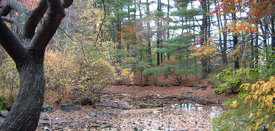 Turtle Pond in autumn