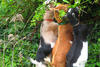 Three goats at Habitat Education Center
