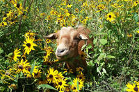 Goat in a patch of Coreopsis flowers at Habitat Education Center