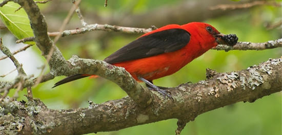 Scarlet Tanager in the “Magic Mulberry Tree”  © Susan Grimwood