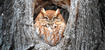 Screech-owl