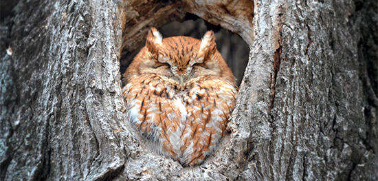 Eastern Screech-Owl © Martin Culpepper