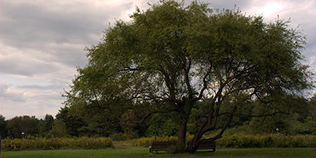 Tree and bench at Ipswich River Wildlife Sanctuary