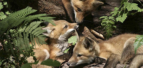 Red Fox kits © Mary Holland