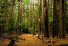 Big Woods hiking trail at Ipswich River