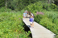 Ipswich River Nature Campers walking on the boardwalk in summer (by Scott Santino/Mass Audubon)