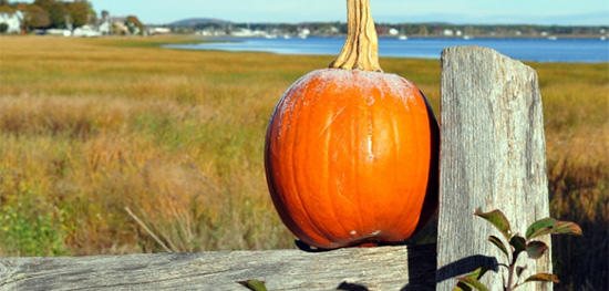 Pumpkin sitting on the fence overlooking the bay (Photo: Jude Griffin)