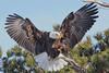 Bald eagle © Joseph Cavanaugh