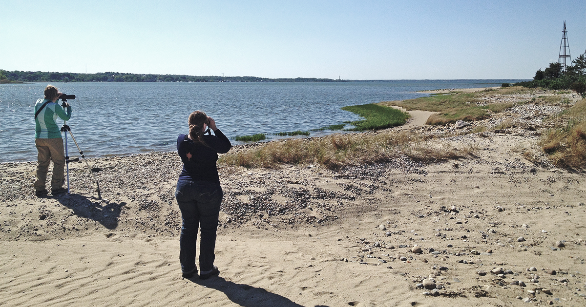 Semi-Superbowl of Birding 2021