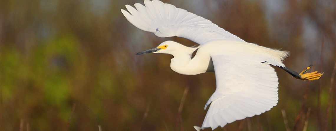 Snowy Egret at Kettle Island Wildlife Sanctuary © Craig Gibson