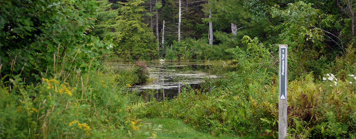 Pond at Lake Wampanoag Wildlife Sanctuary