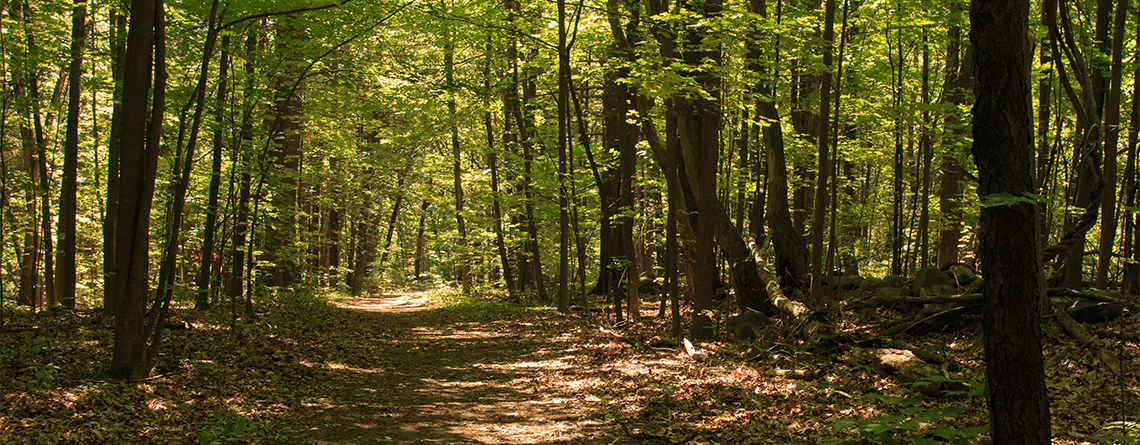 Trail at Lincoln Woods Wildlife Sanctuary