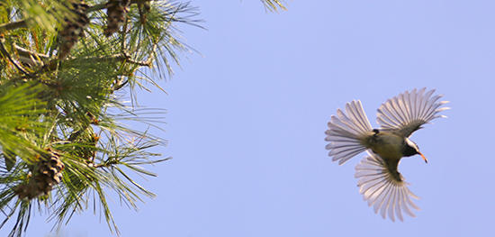  Chickadee flying with pinecone seed © Diane Lomba